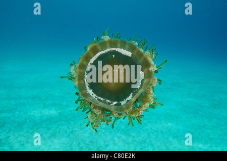 Upside-down Quallen schwimmen Mid-Wasser, Bonaire, Karibik Niederlande. Stockfoto