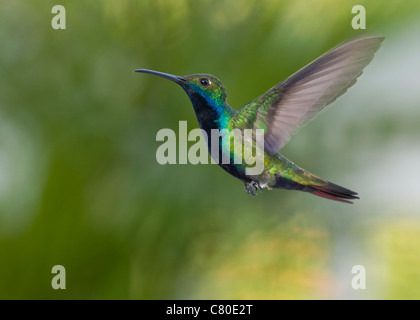 Black-throated Anthracothorax Mango Nigricollis schwebt. Stockfoto