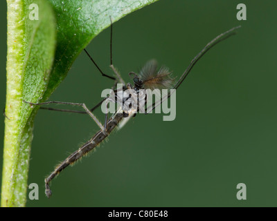 Chironomiden ruht auf einem grünen Blatt Stockfoto