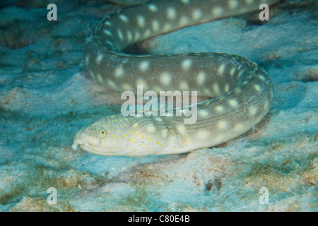 Sharptaiil Aal sucht nach Nahrung auf dem Meeresgrund, Bonaire, Karibik Niederlande. Stockfoto