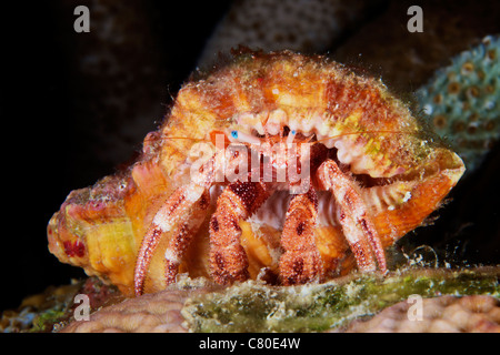 Einsiedlerkrebs versteckt in seiner Schutzhülle, Bonaire, Karibik Niederlande. Stockfoto