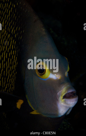 Ein beautful Franzosen-Kaiserfisch späht durch die Korallen, Bonaire, Karibik Niederlande. Stockfoto