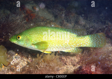 Ballan Wrasse, Swanage Pier Dorset UK Juli Stockfoto