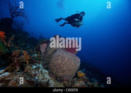 Scuba Diver treibt über ein großes Fass-Schwamm, Bonaire, Karibik Niederlande. Stockfoto