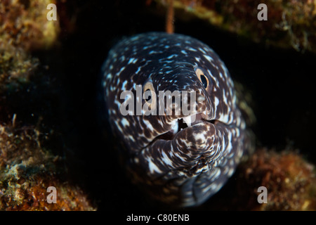 Gefleckte Muräne in seinem Loch, Bonaire, Karibik Niederlande. Stockfoto