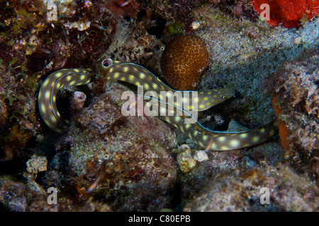 Sharptaiil Aal Searchs das Riff für Lebensmittel, Bonaire, Karibik Niederlande. Stockfoto