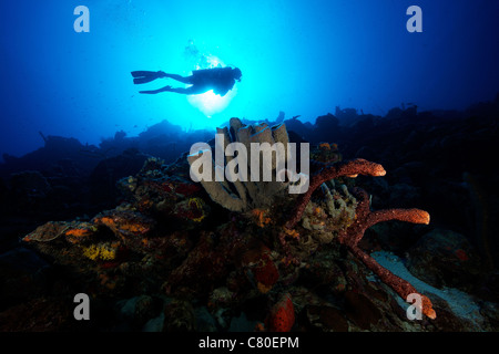 Taucher schwimmt durch einige große Schwämme aus die Küste von Bonaire, Karibik Niederlande. Stockfoto