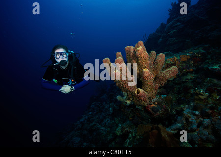Taucher schwimmt durch einige große Schwämme aus die Küste von Bonaire, Karibik Niederlande. Stockfoto