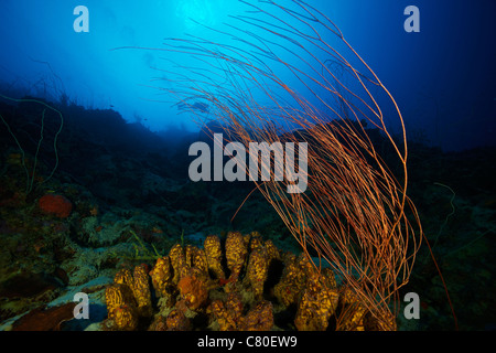 Gelbe Röhrenschwämmen und eine große Gruppe von Peitsche Korallen schmücken das Tiefe Riff von Bonaire, Karibik Niederlande. Stockfoto