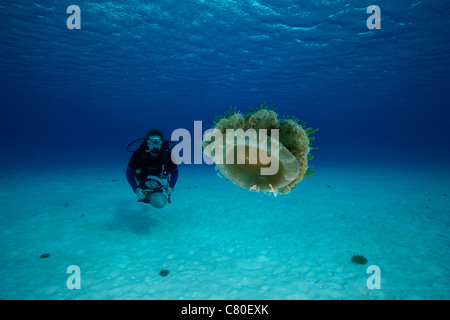 Eine Taucher bekommt eine Nahaufnahme Blick auf eine Upside-Down-Quallen. Stockfoto