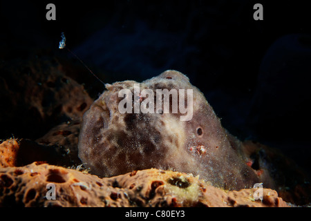 Longlure Anglerfisch, Bonaire, Karibik Niederlande. Stockfoto