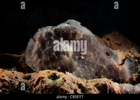 Longlure Anglerfisch, Bonaire, Karibik Niederlande. Stockfoto