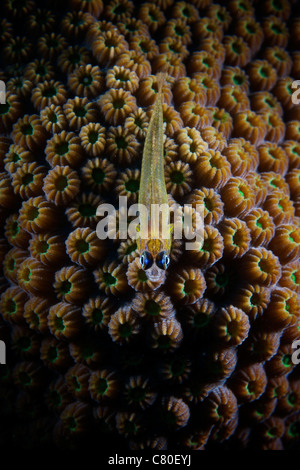 Pfefferminz Goby auf Korallen, Bonaire, Karibik Niederlande. Stockfoto