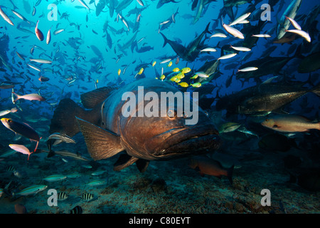 Eine Schule des goldenen Makrelen folgen ein Riesen Zackenbarsch Schutz bei einem Hai-Feed. Stockfoto