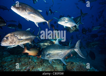 Schulbildung giant Trevally Muskel dort Weg in die größeren Fische Schrott-Teile von einem Hai füttern, Fidschi zu. Stockfoto