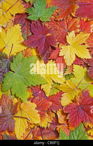 Wunderschöne farbige Herbstlaub füllen der Rahmen Stockfoto