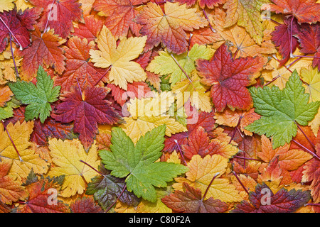 Schönen Herbst Blätter füllen der Rahmen Stockfoto