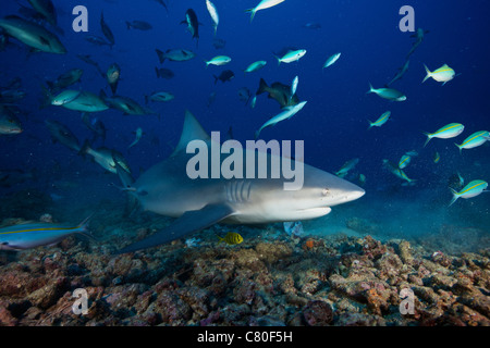 Bullenhai umgeben von Riff-Fischen, Fidschi-Inseln. Stockfoto