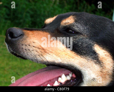 Seitliche Ansicht eines schwarzen & braune Hunde Gesicht keuchend mit nassen Nase zeigen ihre Zähne Stockfoto