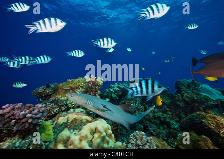 Ein Weißspitzen-Riffhai gleitet über das Riff durch eine Schule des Scissortail Sergeant Major Fisch, Fidschi. Stockfoto