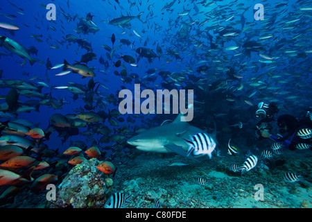 Unterwasserfotograf nimmt ein Bild von einem großen Bullenhai umgeben von Hunderten von Riff-Fischen, Fidschi-Inseln. Stockfoto