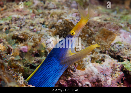 Eine schöne blaue Schleife Aal zeigt seinen offenen Mund an den Fotografen, Fidschi-Inseln. Stockfoto