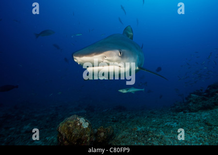 Eine große 10-Fuß schwimmt Tigerhai in der Fütterung Zone, Fidschi-Inseln. Stockfoto