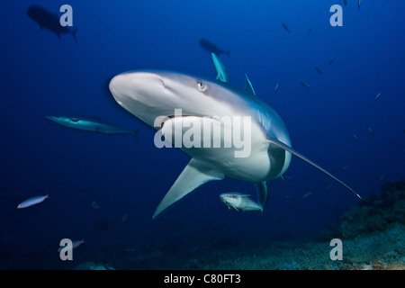 Einen großen Silvertip Shark kommt in der Nähe zu betrachten, der Fotograf, Fidschi-Inseln. Stockfoto