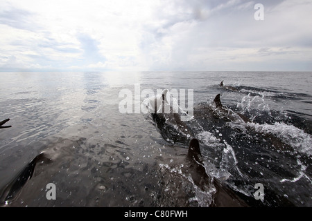 Tümmler Verletzung die Oberfläche vor dem Boot, Papua-Neu-Guinea. Stockfoto