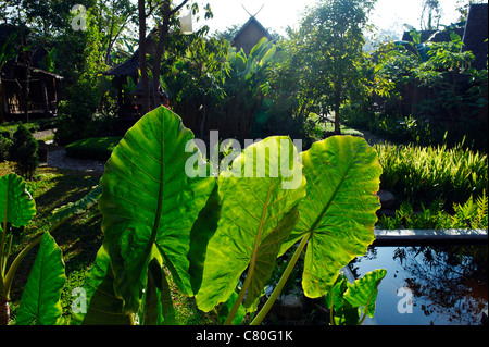 Thailand, Baan Pai, Garten Stockfoto