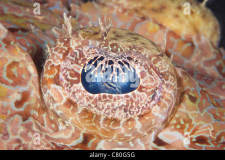 Nahaufnahme des Auges ein großes Krokodil Fisch, Papua-Neu-Guinea. Stockfoto
