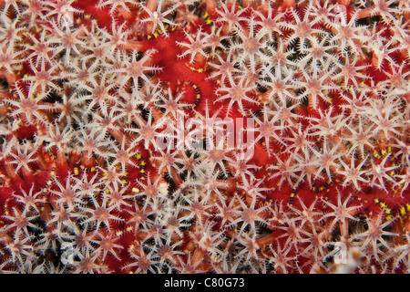 Gorgonain Lüfter mit Polypen, Fütterung, Papua-Neu-Guinea. Stockfoto