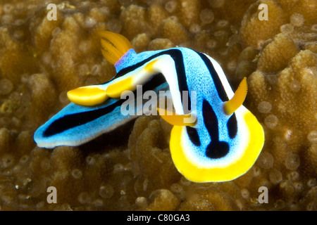 Nacktschnecke ernähren sich von Algen, Papua-Neu-Guinea. Stockfoto