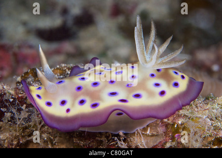 Nacktschnecke ernähren sich von Algen, Papua-Neu-Guinea. Stockfoto