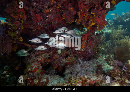 Schule von Gray Snapper unter einem bunten Riff. Stockfoto