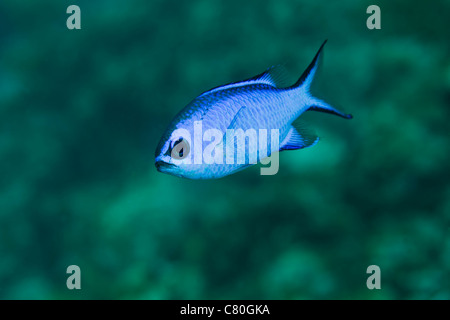 Einem blauen Weiler schwimmt in den flachen Gewässern vor der Küste Key Largo, Florida. Stockfoto