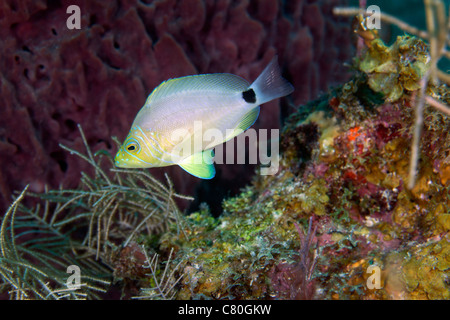 Ein Butter-Weiler schwimmt durch einen bunten Riff im Atlantischen Ozean. Stockfoto