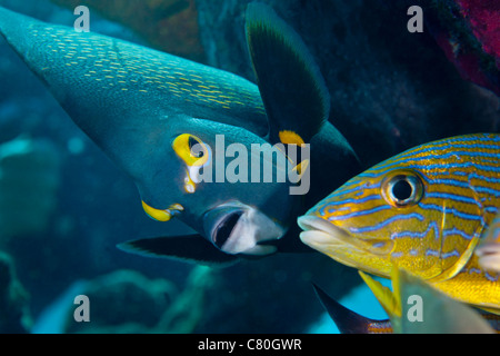 Ein französischer Angelfish schwimmt in der Nähe von einem blau gestreiften Grunzen. Stockfoto