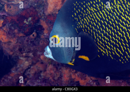 Nahaufnahme von einem Franzosen-Kaiserfisch, Key Largo, Florida. Stockfoto