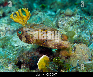 Ein langes-Spined Igelfischen, Key Largo, Florida. Stockfoto