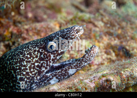 Nahaufnahme von einer Muräne gesichtet, mit offenem Mund, Key Largo, Florida. Stockfoto