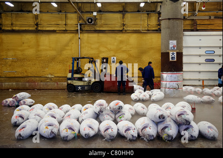 Japan, Tokyo, gefrorene Thunfische auf dem Tsukiji-Fischmarkt Stockfoto