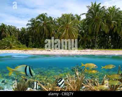 Über und unter Wasser die geteilte Ansicht von tropischen Strand mit Kokospalmen und unterhalb der Wasserlinie, ein Korallenriff mit tropischen Fischen, dem Karibischen Meer Stockfoto