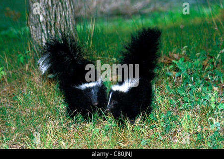 Zwei milde erzogene junge gestreiften Stinktiere, Mephitis Mephitis, spielen zusammen in den Hinterhof, USA Stockfoto