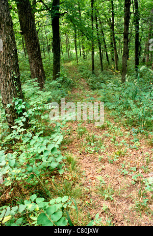 Wanderweg durch Missouri Wald Eichen, Hickories, Ahorne und vieles mehr im Juli, Midwest USA Stockfoto