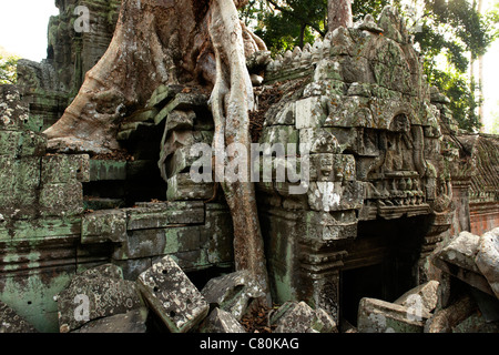 Kambodscha, Siem Reap, Angkor Ta Prohm Tempel Stockfoto
