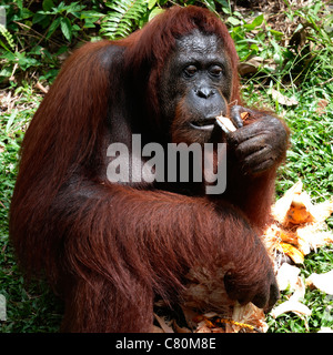 Malaysia, Orang-Utan-Schutz Stockfoto