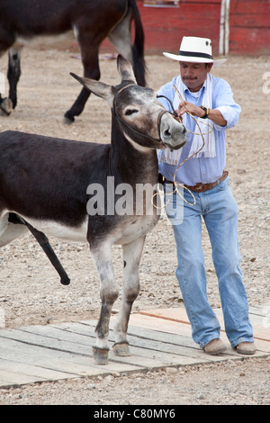 Mann, der versucht, eine böse Esel in einem Pferde und Esel fair zu unterwerfen. Villa de Leyva, Boyacá, Kolumbien, Südamerika, Caribbean Stockfoto