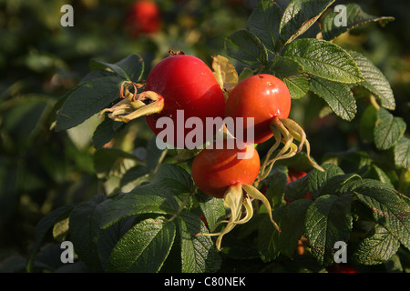 Große wilde Hagebutten auf Bush. Stockfoto