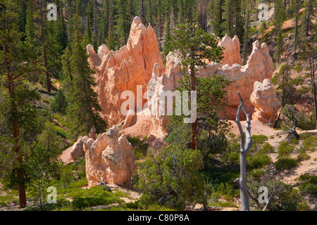 Bryce Canyon-Felsen Stockfoto